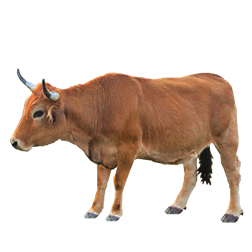 Asturian Valley Cow